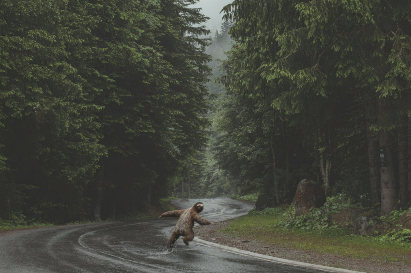 Person in a costume resembling a bigfoot running on a road surrounded by trees